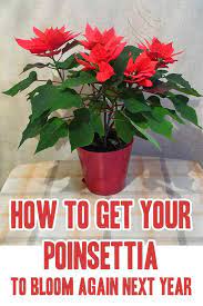 How To Get Your Poinsettia To Bloom Again Next Year Home Garden Diy Christmas Plants Poinsettia Plant Poinsettia