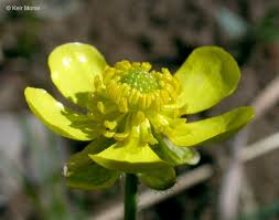 Image result for Ranunculus raeae