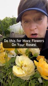 Roses bloom multiple times throughout the summer. In order to encourage  more flowers we need to properly cut the first round of flowers off once  they have died. When we cut back along the stem to an ...