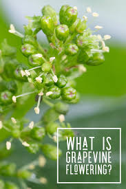 Check spelling or type a new query. Grapevine Flowering Season In May Grape Vines Growing Grapes Vineyard