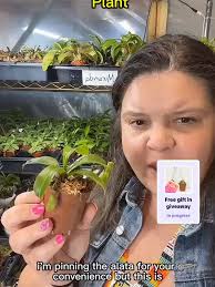 Nepenthes Alata: The Perfect Starter Carnivorous Plant