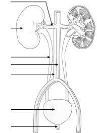 This page will be removed in future. Urinary System Coloring Pages Coloring Home