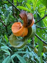 Image result for Smithia erubescens