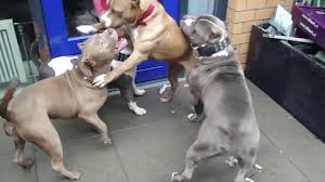 Check spelling or type a new query. Extra Large American Bully Pitbulls Playing Xxl Dailymotion Video