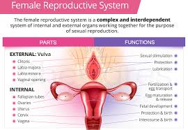 Image result for female sex organ