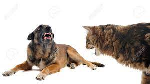 Today, some like the belgian malinois and the german shepherd dog are commonly used for police and protection work. Purebred Belgian Sheepdog Malinois And Cat Angry In Front Of Stock Photo Picture And Royalty Free Image Image 14702355