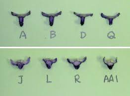 Royer's flowers & gifts coupon codes for discount shopping at royers.com and save with 123promocode.com. Diversification In Both The Floral Morphology And Chemistry In Two Daciniphilous Orchid Ecotypes In Borneo Springerlink