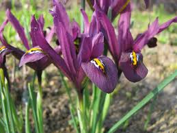Zauberhafte Kleine Netziris Iris Reticulata J S Dijt Hat Dunkel Rotviolette Bluten Eine Ganz Tolle Farbe Sie Wird 10 Cm Hoch Un Blaustern Krokus Hyazinthe