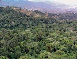 Image result for Oxyanthus goetzei