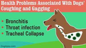 Dog Coughing And Gagging Pet Ponder