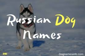 51.alvaro (spanish origin) meaning cautious. 125 Popular And Unique Russian Dog Names Dog Names 2021