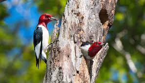 Indiana public media is your source for news and information, music, arts and community events from wfiu public radio and wtiu public television. Did You Know There Are 7 Native Woodpeckers In Cook County Forest Preserves Of Cook County
