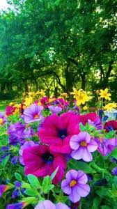 Multiple colours are possible on the same plant via grafting). 50 Multi Colored Flowers Ideas Plants Flowers Beautiful Flowers