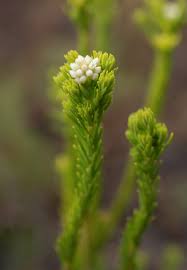 Image result for Holothrix villosa