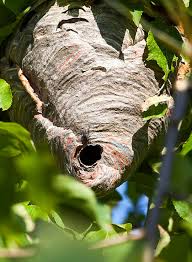 After removing sheet rock there was a huge 8 feet by 30 inch solid/continuous wall of comb. Bee Wasp Removal In San Antonio Texas Keith S Bee Service