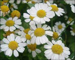 Catch The Feverfew Facts About Feverfew Homestead Org