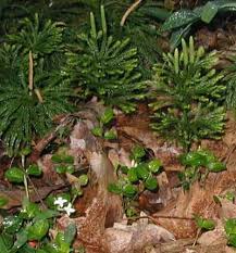 They have roots, which spread horizontally. Pin On Fungi Moss