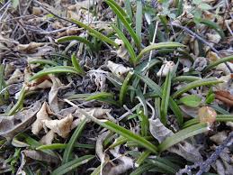 Image result for Satyrium crassicaule