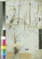 Image result for Kyllinga alba