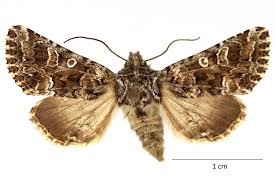 Image result for Hadena perplexa