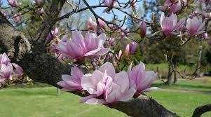 We did not find results for: Magnolia Trees And Shrubs With Their Flowers And Leaves Pictures