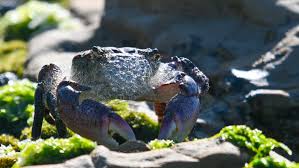 Image result for Crabbea cirsioides