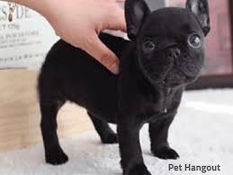 Meet fawnboy3, a playful french bulldog puppy who's ready to take on the world. The Teacup French Bulldog What You Need To Know