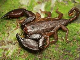 Image result for Scorodophloeus