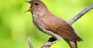 Birds Chirping In The Morning Meme Thrush Nightingale Singing Bird In Spring Morning Luscinia Luscinia Youtube Nightingale Bird Pet Names Animals