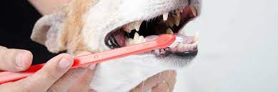 Not brushing your dog's teeth regularly can lead to plaque buildup, toothaches, and sore gums. How To Brush Your Pet S Teeth Greencross Vets