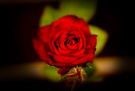 See full list on cloverleaffarmherbs.com 25 Best Rose Flower Scientific Name