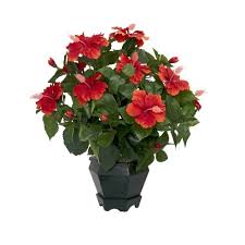 Measure the volume of water and record it as 'container volume.'. Hibiscus Pot Plants At Rs 50 Piece Flowering Plant Id 13622411448