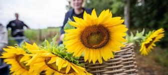 Akkerbouwer Laat Burger Zonnebloemen Plukken Nieuwe Oogst