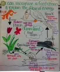 science anchor chart and perfect food web illustration for