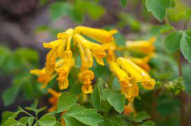 One of the best deer resistant plants includes wisteria vines. 10 Best Flowering Plants That Deer Will Not Eat