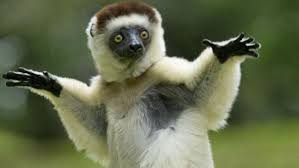 Affordable and search from millions of royalty free set of black chameleon. 10 Weird But Wonderful Plants And Animals Of Madagascar Real Madagascar Travel