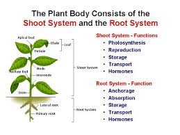 Seed Plant Structure Function All Materials C Cmassengale Seed Plant Overview The Plant Body Consists Of Two B Plant Structure Planting Seeds Photosynthesis