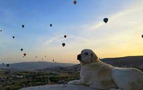 Maybe you would like to learn more about one of these? All Pets Medical Center Llc Home Facebook