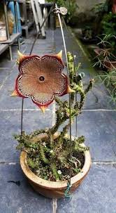 Stapelia Kaktus Bakimi Les Kaktusu Nasil Bakilir Les Kaktusu Nasil Cogaltilir Les Kaktusu Hastalik Ve Zararl 2020 Egzotik Cicekler Kaktus Etli Yaprakli Bitkiler