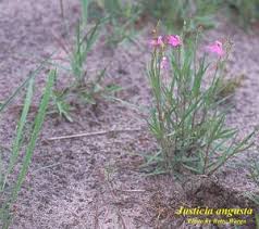 Image result for Justicia australis