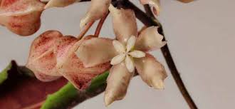 Image result for Polystachya undulata