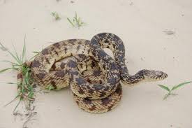 Snakes Of Louisiana Louisiana Department Of Wildlife And