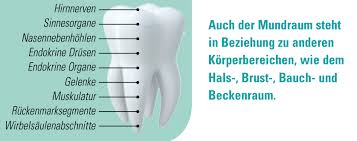 Zahn Organ Beziehung Ganzheitliche Zahnarztpraxis Dr Heike Kretschmar
