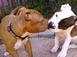 Stolen Puppies Found For Sale On Craigslist Dogs Puppies Puppy Find Pitbull Puppies Pitbulls