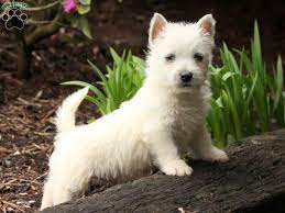 Addison Westie Puppy For Sale From Millersburg Pa Westie Puppies Westie Puppies For Sale Westies