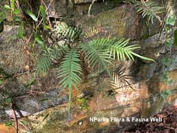 Image result for Pteris