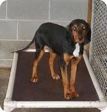 Beagle Mix Black And Brown Beagle Puppy Ashland Va Black And Tan Coonhound Beagle Mix Meet Olive A Dog For Adoption Kitten Adoption Dog Adoption Coonhound