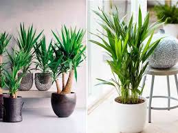 Escríbenos en el chat y agenda tu servicio de cortesía. Plantas Para Interiores De Casa Con Flores Novocom Top