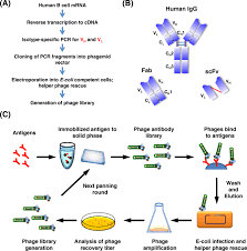 Have vast amount which as researched and produced under belt best labs business. Development Of Therapeutic Antibodies For The Treatment Of Diseases Journal Of Biomedical Science Full Text