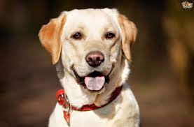 Good Mid Sized Dog Breeds For The First Time Owner Pets4homes